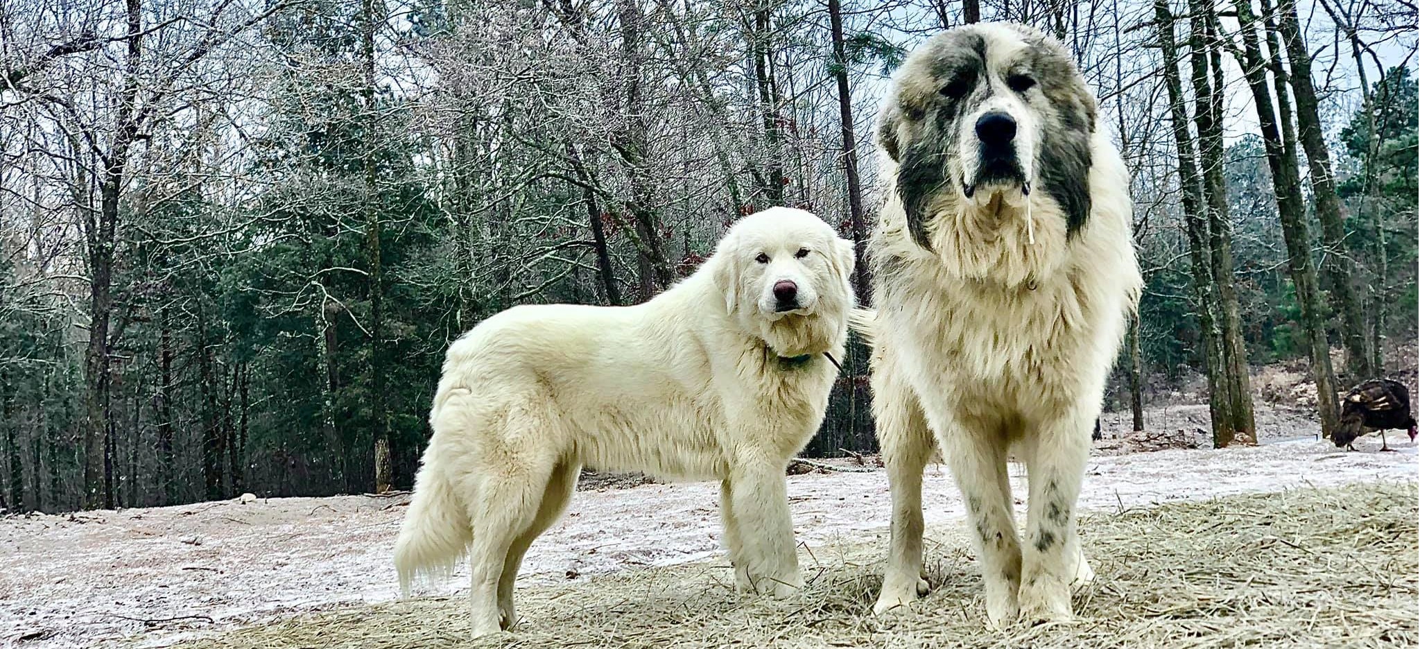 are great pyrenees good guard dogs